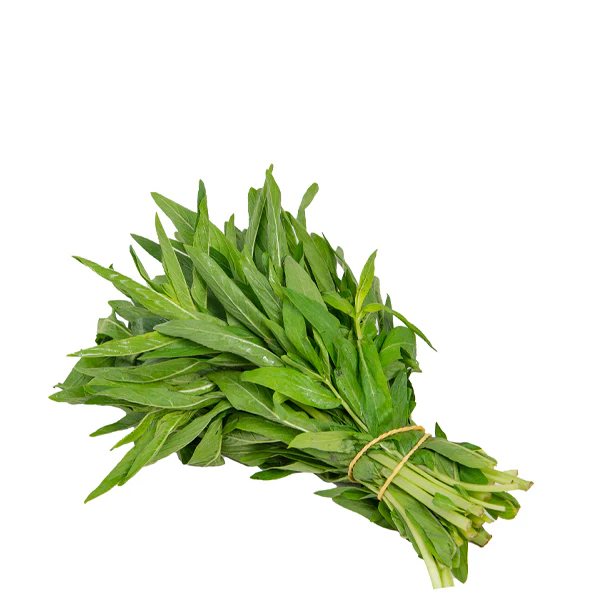 حبق